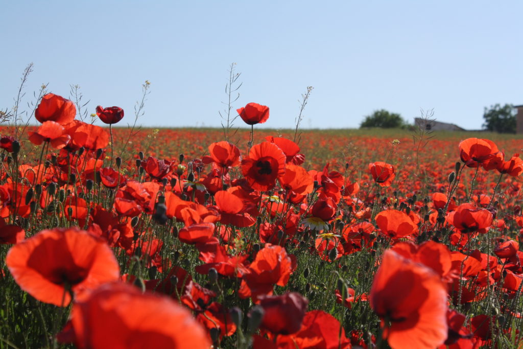 Le printemps des coquelicots
